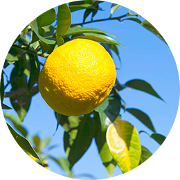 Citrus Junos Seed Extract