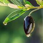 Fermented Olive Oil Extract